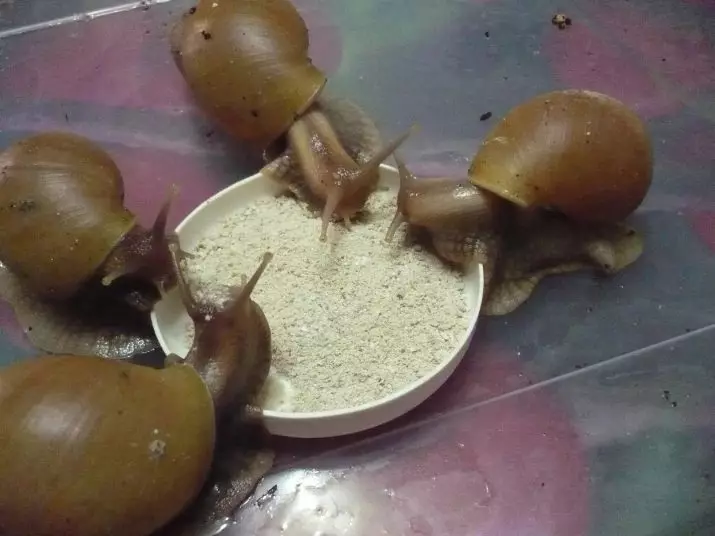 Calcium pour les escargots (26 photos): craie et calter pour Ahantin. Quoi d'autre à donner Ahatin? Comment préparer un mélange à la maison? 11663_11