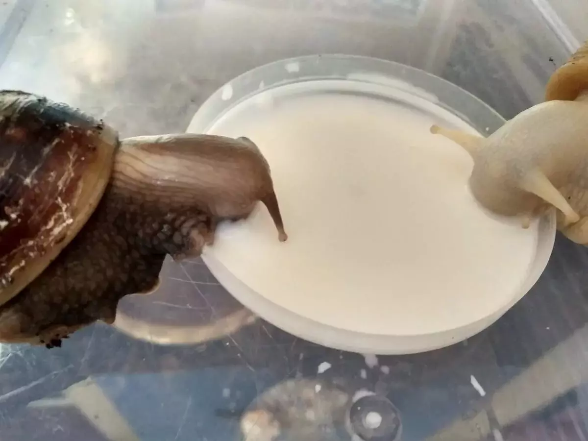 Calcium pour les escargots (26 photos): craie et calter pour Ahantin. Quoi d'autre à donner Ahatin? Comment préparer un mélange à la maison? 11663_15