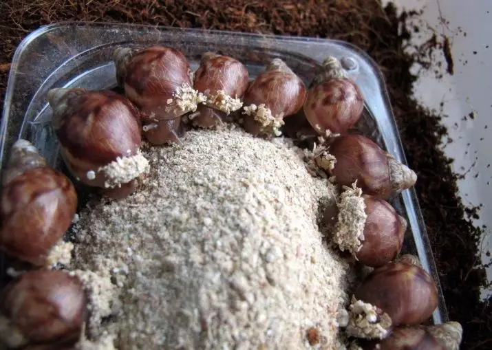 Calcium pour les escargots (26 photos): craie et calter pour Ahantin. Quoi d'autre à donner Ahatin? Comment préparer un mélange à la maison? 11663_22