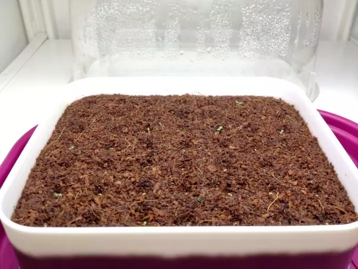 Kokosriekstu substrāts gliemežiem (15 fotogrāfijas): kā pagatavot augsni un izmantot to? Kā izmantot mikroshēmas un substrātu briketēs? 11665_3
