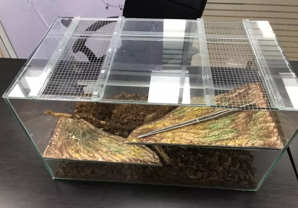 Terrarium pour les escargots (29 photos): Comment choisir une maison? Comment équiper un conteneur en plastique et un aquarium de verre avec leurs propres mains? 11670_10