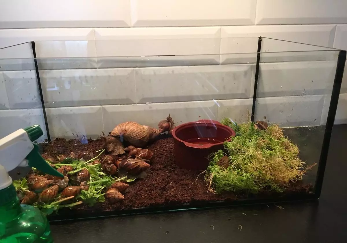 Terrarium for snails (29 photos): how to choose a house? How to equip a plastic container and a glass aquarium with their own hands? 11670_12