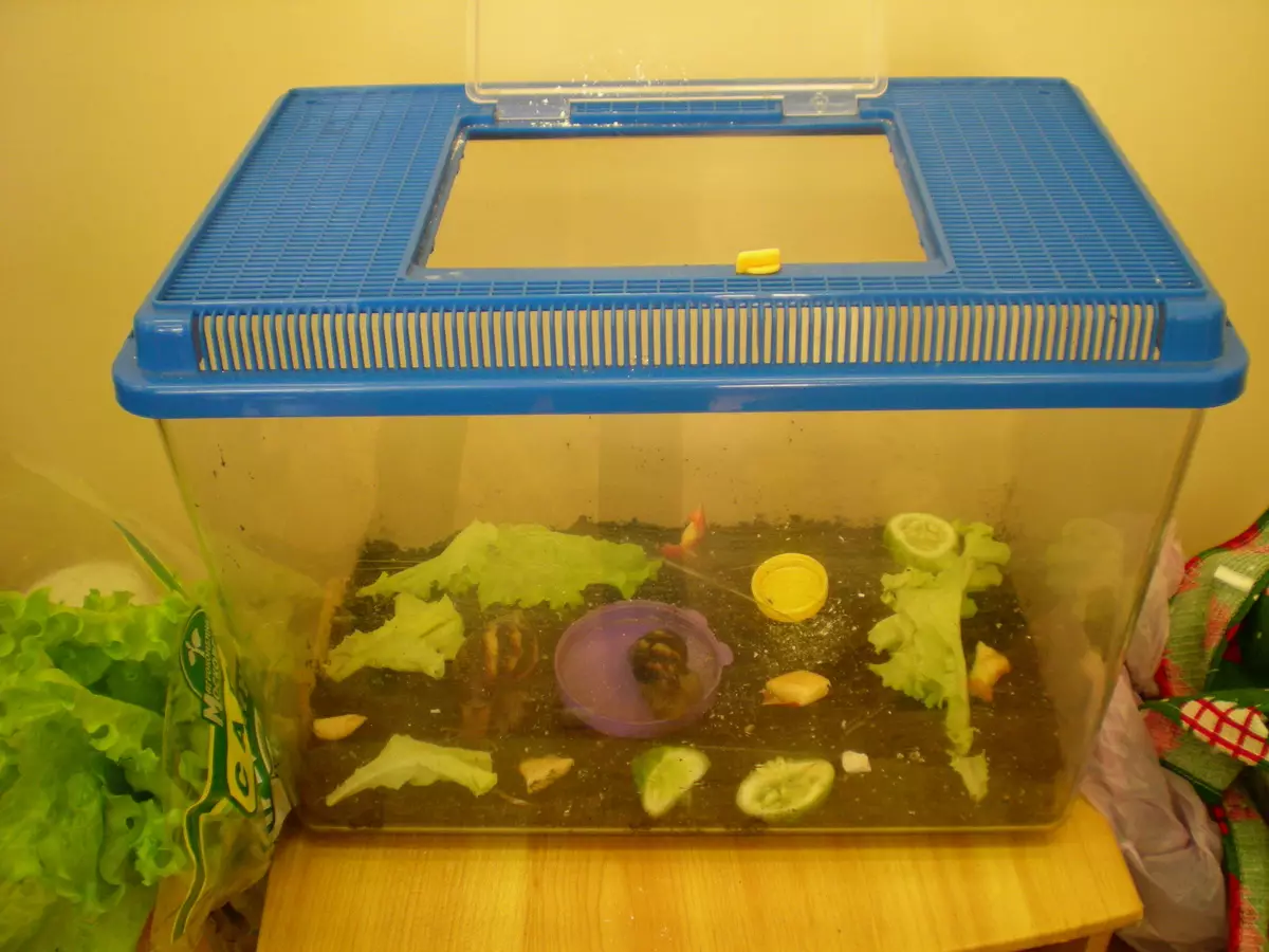 Terrarium for snails (29 photos): how to choose a house? How to equip a plastic container and a glass aquarium with their own hands? 11670_13
