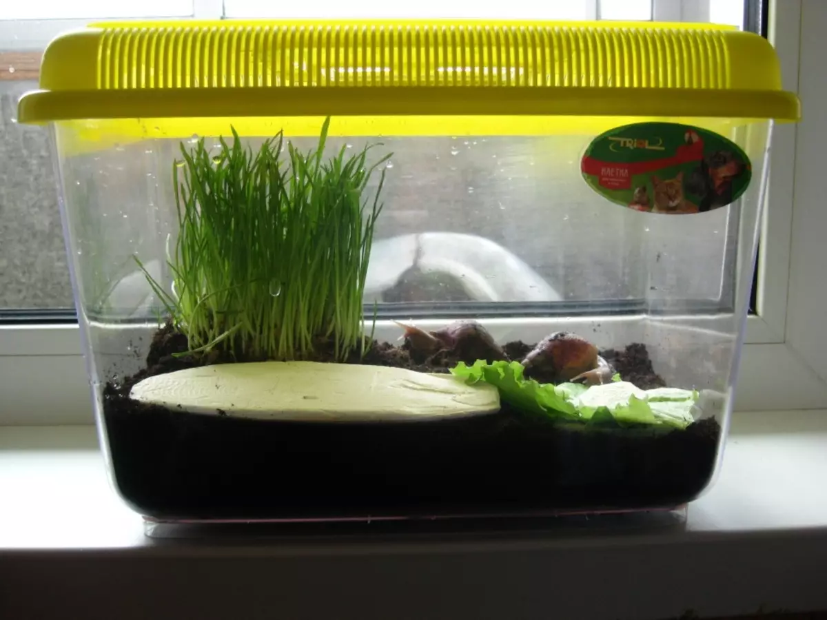 Terrarium pour les escargots (29 photos): Comment choisir une maison? Comment équiper un conteneur en plastique et un aquarium de verre avec leurs propres mains? 11670_14