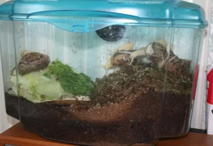Terrarium for snails (29 photos): how to choose a house? How to equip a plastic container and a glass aquarium with their own hands? 11670_17