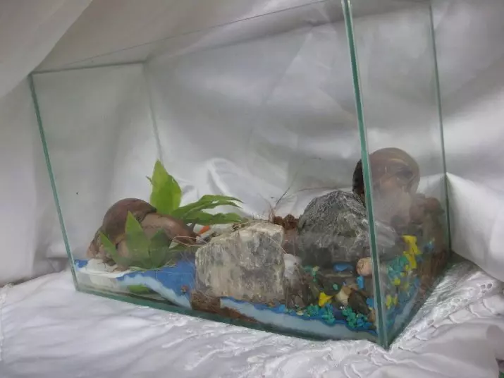 Terrarium for snails (29 photos): how to choose a house? How to equip a plastic container and a glass aquarium with their own hands? 11670_2