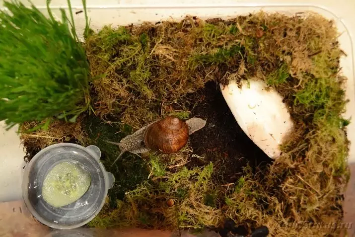 Terrarium for snails (29 photos): how to choose a house? How to equip a plastic container and a glass aquarium with their own hands? 11670_22