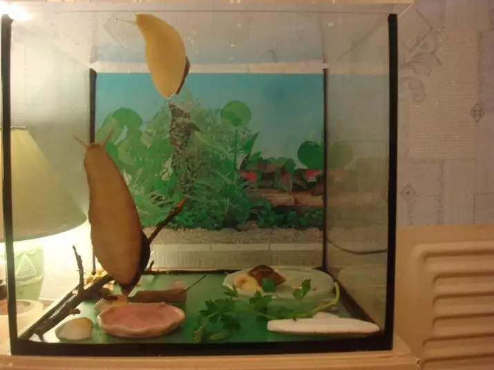 Terrarium pour les escargots (29 photos): Comment choisir une maison? Comment équiper un conteneur en plastique et un aquarium de verre avec leurs propres mains? 11670_6