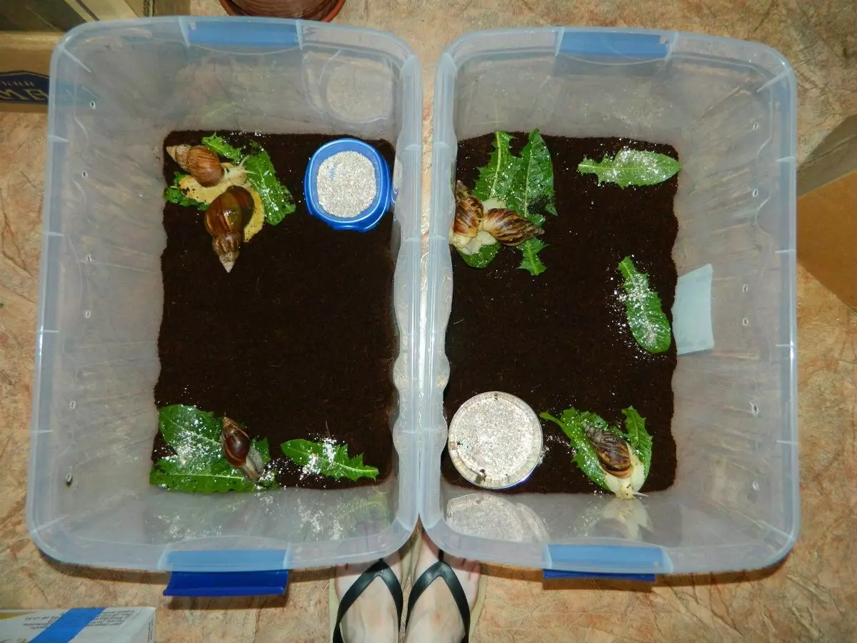 Terrarium pour les escargots (29 photos): Comment choisir une maison? Comment équiper un conteneur en plastique et un aquarium de verre avec leurs propres mains? 11670_8