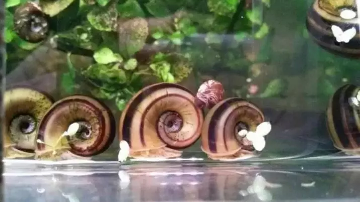 Snail Marisa (9 photos): Content of aquarium snails, their breeding in aquarium, caviar care 11671_2