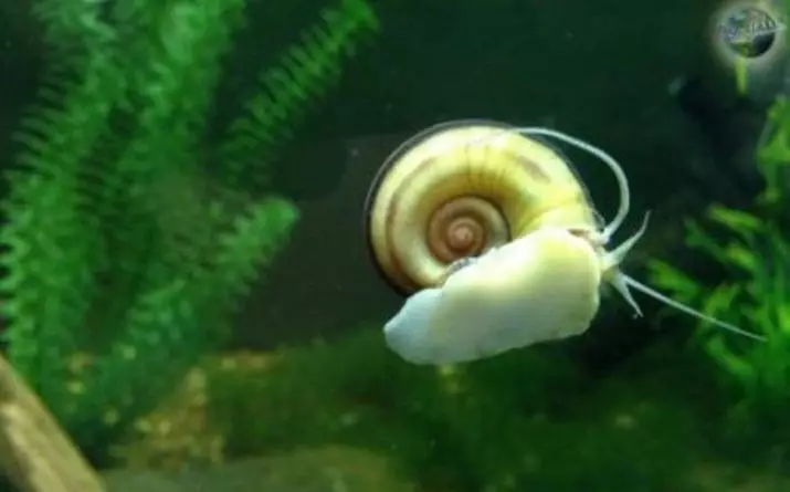 Snail Marisa (9 photos): Content of aquarium snails, their breeding in aquarium, caviar care 11671_3