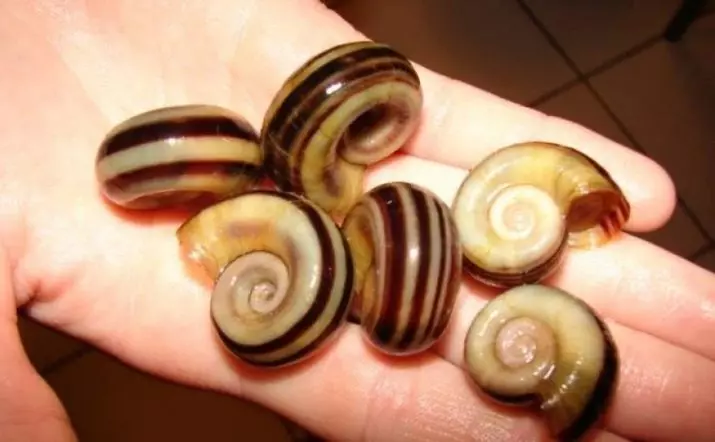 Snail Marisa (9 photos): Content of aquarium snails, their breeding in aquarium, caviar care 11671_4