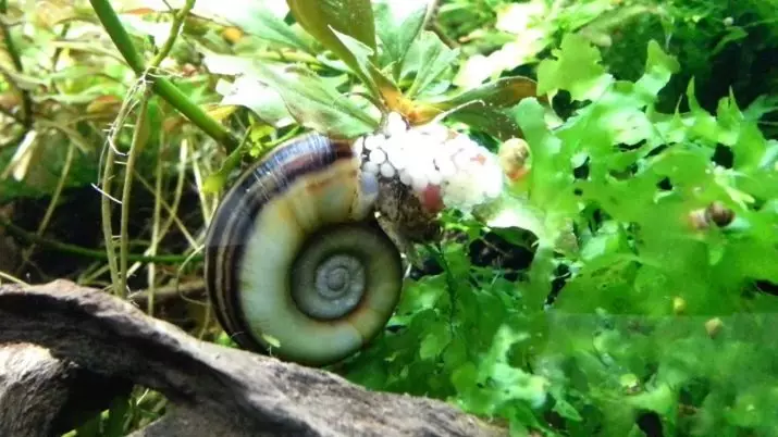 Snail Marisa (9 photos): Content of aquarium snails, their breeding in aquarium, caviar care 11671_5