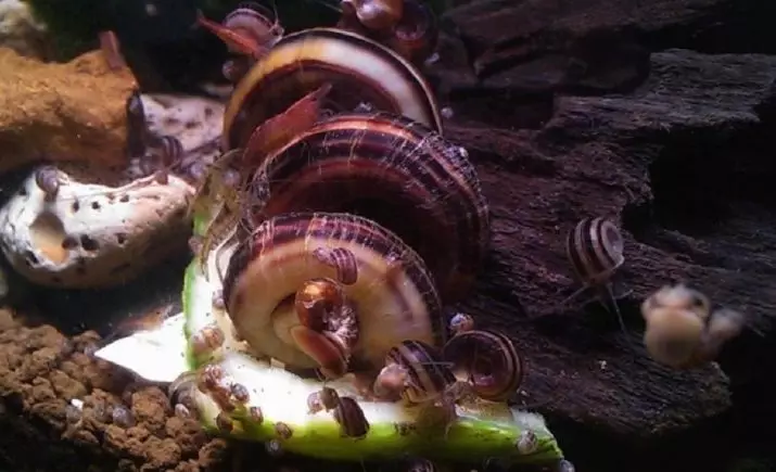 Snail Marisa (9 photos): Content of aquarium snails, their breeding in aquarium, caviar care 11671_6