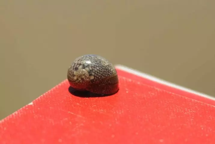 Snail Theodoxus (14 ფოტო): შინაარსი Theodoxuses, სარგებელი და დაზიანება აკვარიუმი ლოკოკინები. როგორ გამოიყურებოდეს მათ? 11672_11