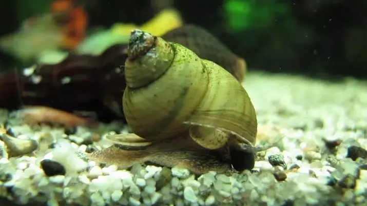 Snail Theodoxus (14 ფოტო): შინაარსი Theodoxuses, სარგებელი და დაზიანება აკვარიუმი ლოკოკინები. როგორ გამოიყურებოდეს მათ? 11672_12