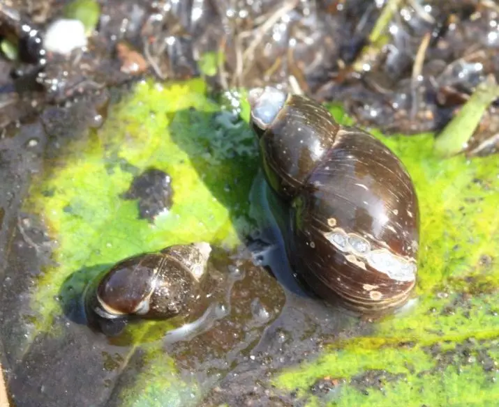 Snail Theodoxus (14 ፎቶዎች): theodoxuses, ጥቅሞች እና aquarium ከ snails መካከል ጉዳት ይዘት. እንዴት እነሱን እንዲቀሰቀሱ ነው? 11672_13