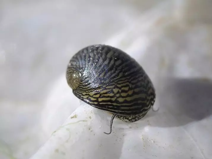 Snail Theodoxus (14 Fotoen): Den Inhalt vun der Theodoxusen, d'Virdeeler a Schued vun Aquariume Schnecken. Wéi huet se gefuer? 11672_2