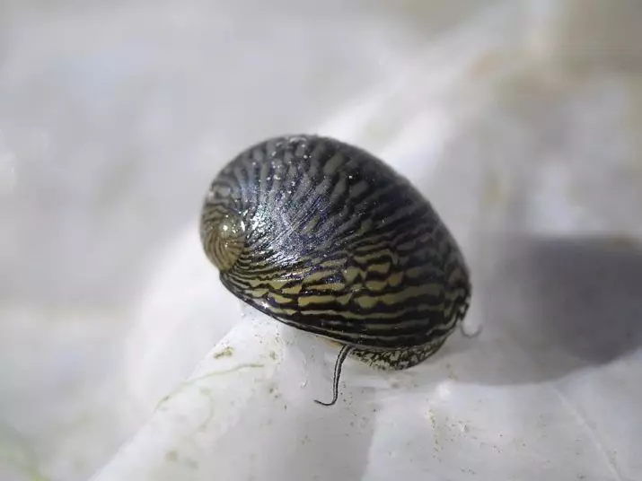 Snail Maodoxus (awọn fọto 14): Akoonu ti awọn Ododox, awọn anfani ati ipalara ti awọn igbin Aariu. Bawo ni lati ṣe ajọbi wọn? 11672_2