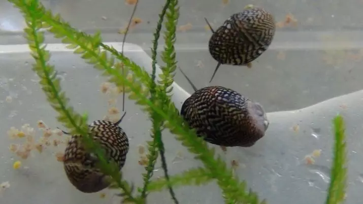 Snail Theodoxus (14 ፎቶዎች): theodoxuses, ጥቅሞች እና aquarium ከ snails መካከል ጉዳት ይዘት. እንዴት እነሱን እንዲቀሰቀሱ ነው? 11672_4