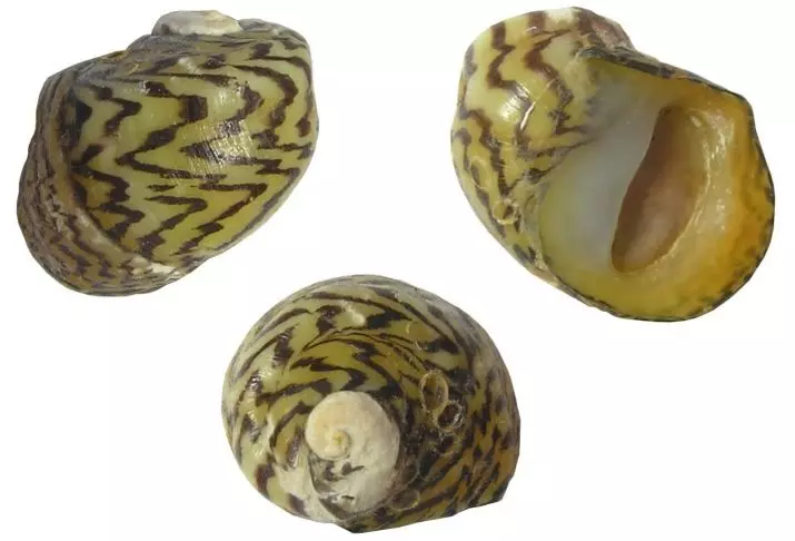 Snail Theodoxus (14 photos): Zviri mukati meiyoodoxuses, zvakanakira uye kukuvara kweAquarium Snails. Maitiro ekuvaburitsa? 11672_5