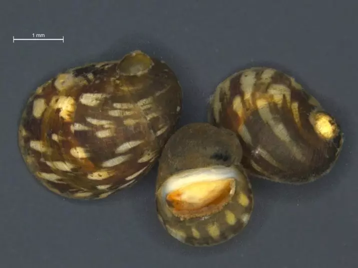 Snail Theodoxus (14 billeder): indholdet af theodoxuses, fordele og skade af akvariet snegle. Hvordan opdrætter dem? 11672_7