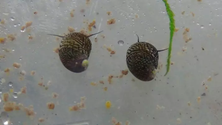 Snail Theodoxus (14 ፎቶዎች): theodoxuses, ጥቅሞች እና aquarium ከ snails መካከል ጉዳት ይዘት. እንዴት እነሱን እንዲቀሰቀሱ ነው? 11672_9