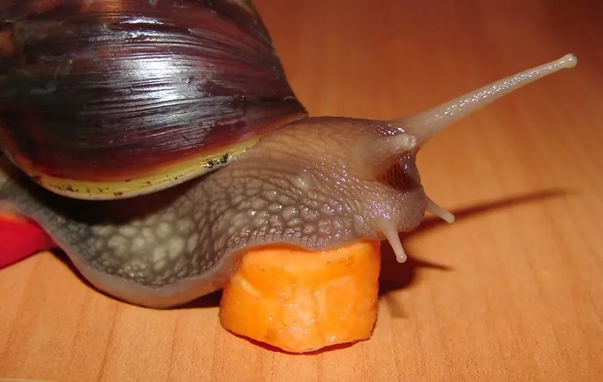 Contenu et soin de Snail Akhatin à la maison (22 photos): Comment prendre soin des escargots gigantesques et africains à la maison? Comment contenir des petits escargots terrestres Ahantin? 11676_11