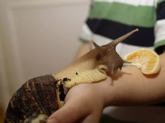 Contenu et soin de Snail Akhatin à la maison (22 photos): Comment prendre soin des escargots gigantesques et africains à la maison? Comment contenir des petits escargots terrestres Ahantin? 11676_12