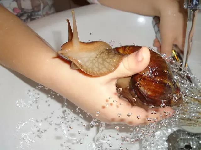 Contenu et soin de Snail Akhatin à la maison (22 photos): Comment prendre soin des escargots gigantesques et africains à la maison? Comment contenir des petits escargots terrestres Ahantin? 11676_16