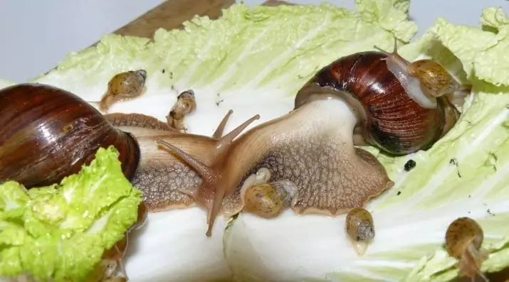 Contenu et soin de Snail Akhatin à la maison (22 photos): Comment prendre soin des escargots gigantesques et africains à la maison? Comment contenir des petits escargots terrestres Ahantin? 11676_18