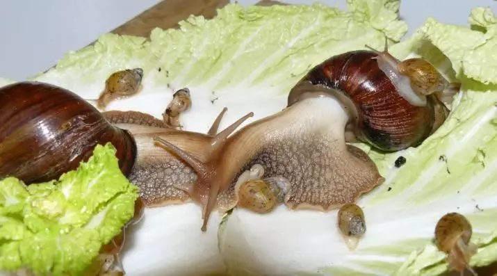 Contido e coidado de caracol Akhatin na casa (22 fotos): Como coidar de caracois xigantescos e africanos na casa? Como conter pequenos caracois de terra ahantin? 11676_18