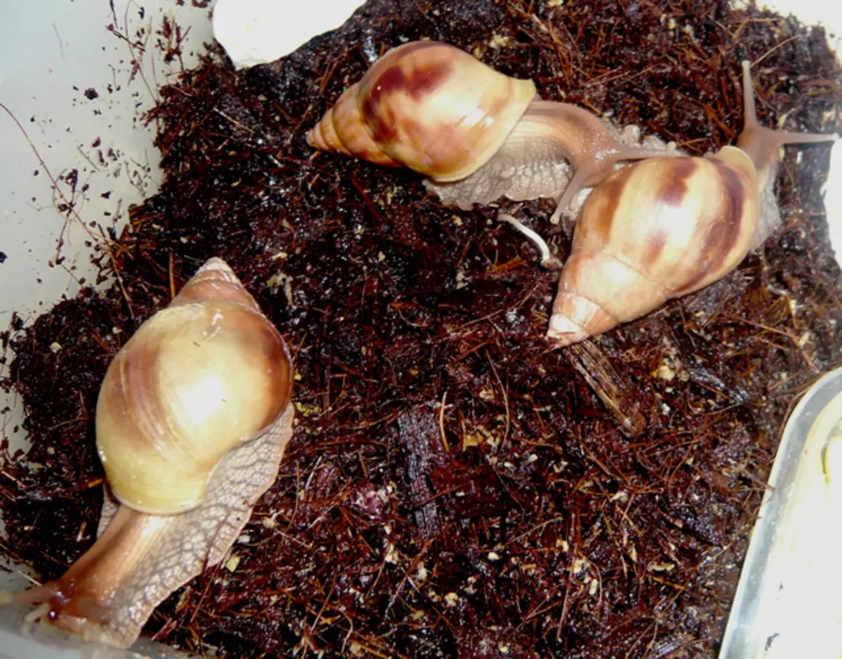 Contenu et soin de Snail Akhatin à la maison (22 photos): Comment prendre soin des escargots gigantesques et africains à la maison? Comment contenir des petits escargots terrestres Ahantin? 11676_5