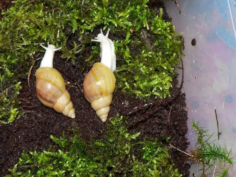 Contenu et soin de Snail Akhatin à la maison (22 photos): Comment prendre soin des escargots gigantesques et africains à la maison? Comment contenir des petits escargots terrestres Ahantin? 11676_6