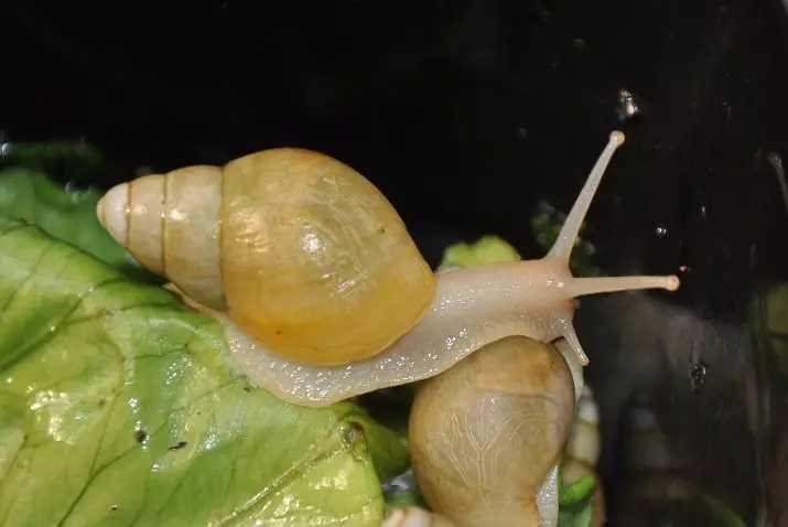 Escargots Akhatina (32 photos): Giant et africain, escargots faits maison. Était-ce la peine et comment déterminer l'âge? Tailles de la plus grande escargot. Commentaires 11682_10