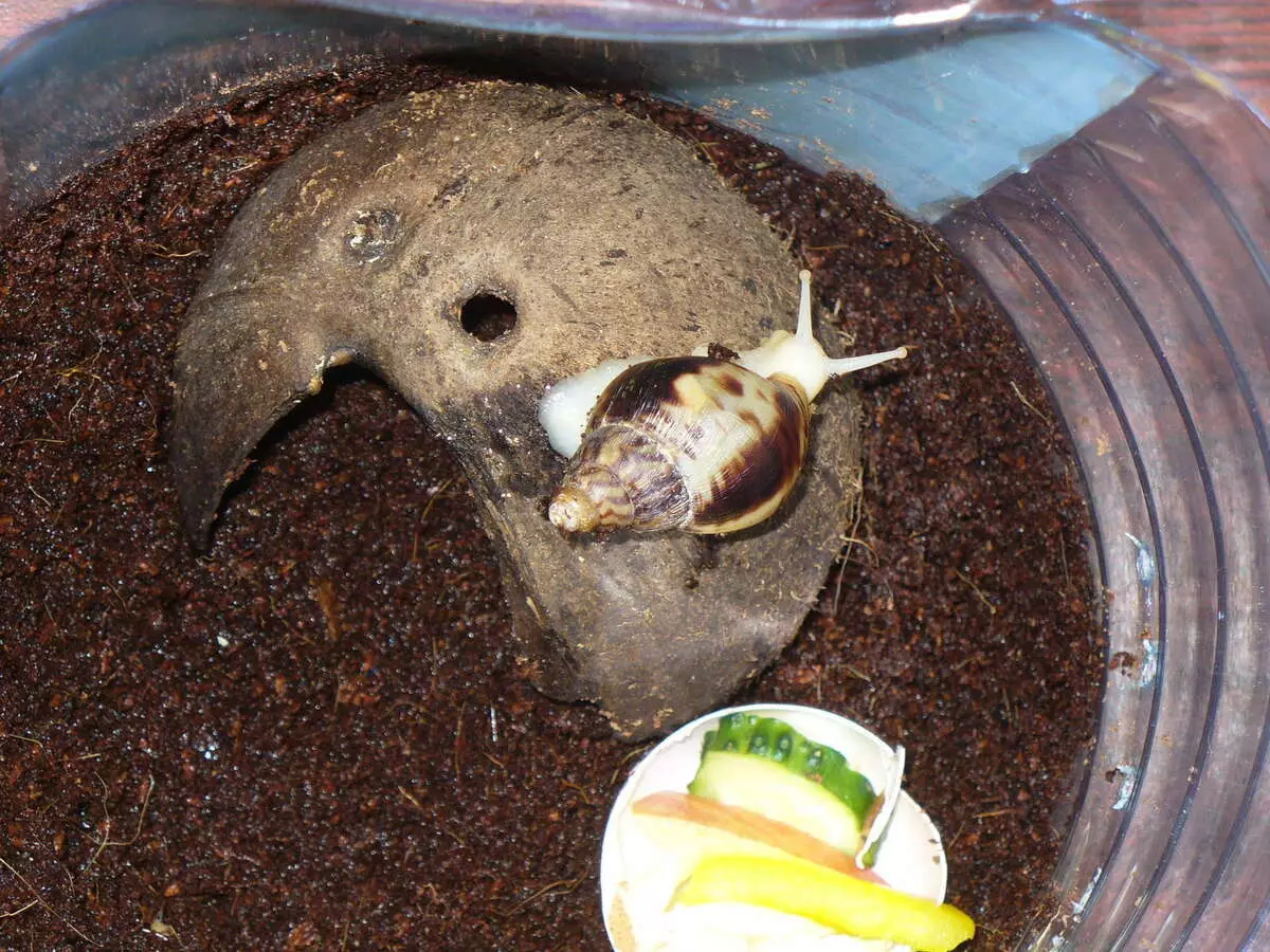 Terrarium for Snails Akhatin (27 Photos): Sarudza Aquarium uye mudziyo. Maitiro ekushongedza imba uye kubva kwaunogona kuzviita nemaoko ako? Ventilation 11683_14