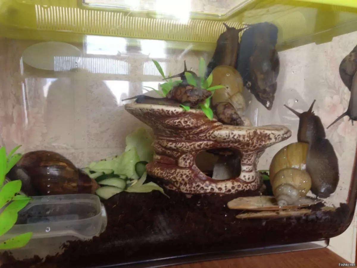 Terrium pre Snails Akhatin (27 fotografií): Vyberte akvárium a kontajner. Ako vybaviť dom a z ktorého môžete urobiť s vlastnými rukami? Ventilácia 11683_19
