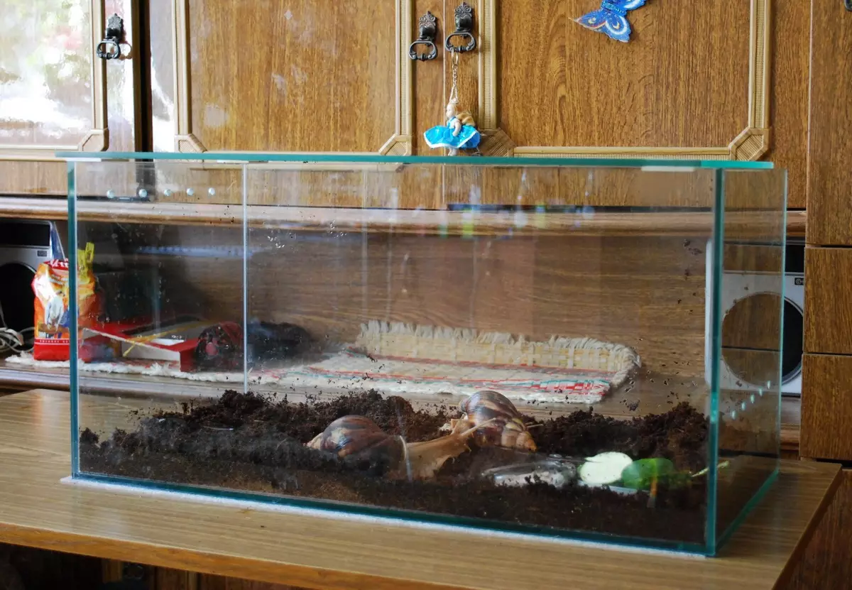 Terrário para caracóis Akhatin (27 fotos): Selecione o aquário e o recipiente. Como equipar a casa e do qual você pode fazê-lo com suas próprias mãos? Ventilação 11683_2