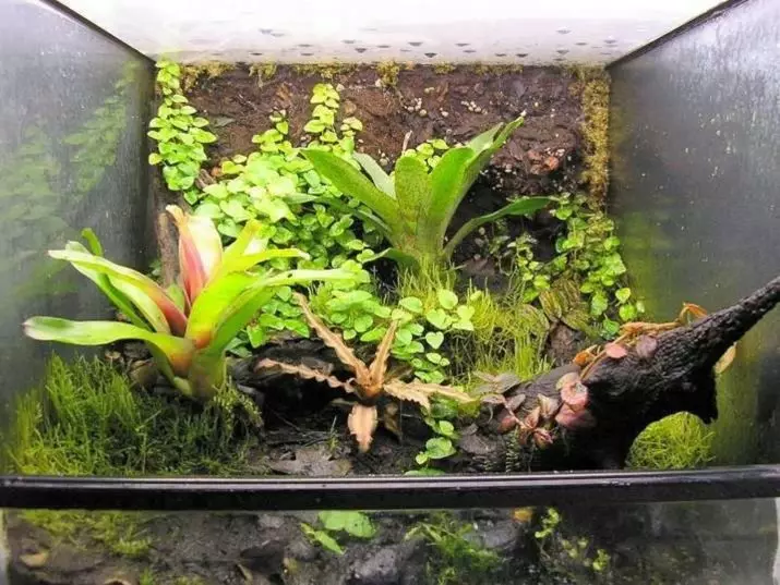 Terrium pre Snails Akhatin (27 fotografií): Vyberte akvárium a kontajner. Ako vybaviť dom a z ktorého môžete urobiť s vlastnými rukami? Ventilácia 11683_21
