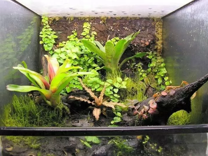 Terrário para caracóis Akhatin (27 fotos): Selecione o aquário e o recipiente. Como equipar a casa e do qual você pode fazê-lo com suas próprias mãos? Ventilação 11683_21