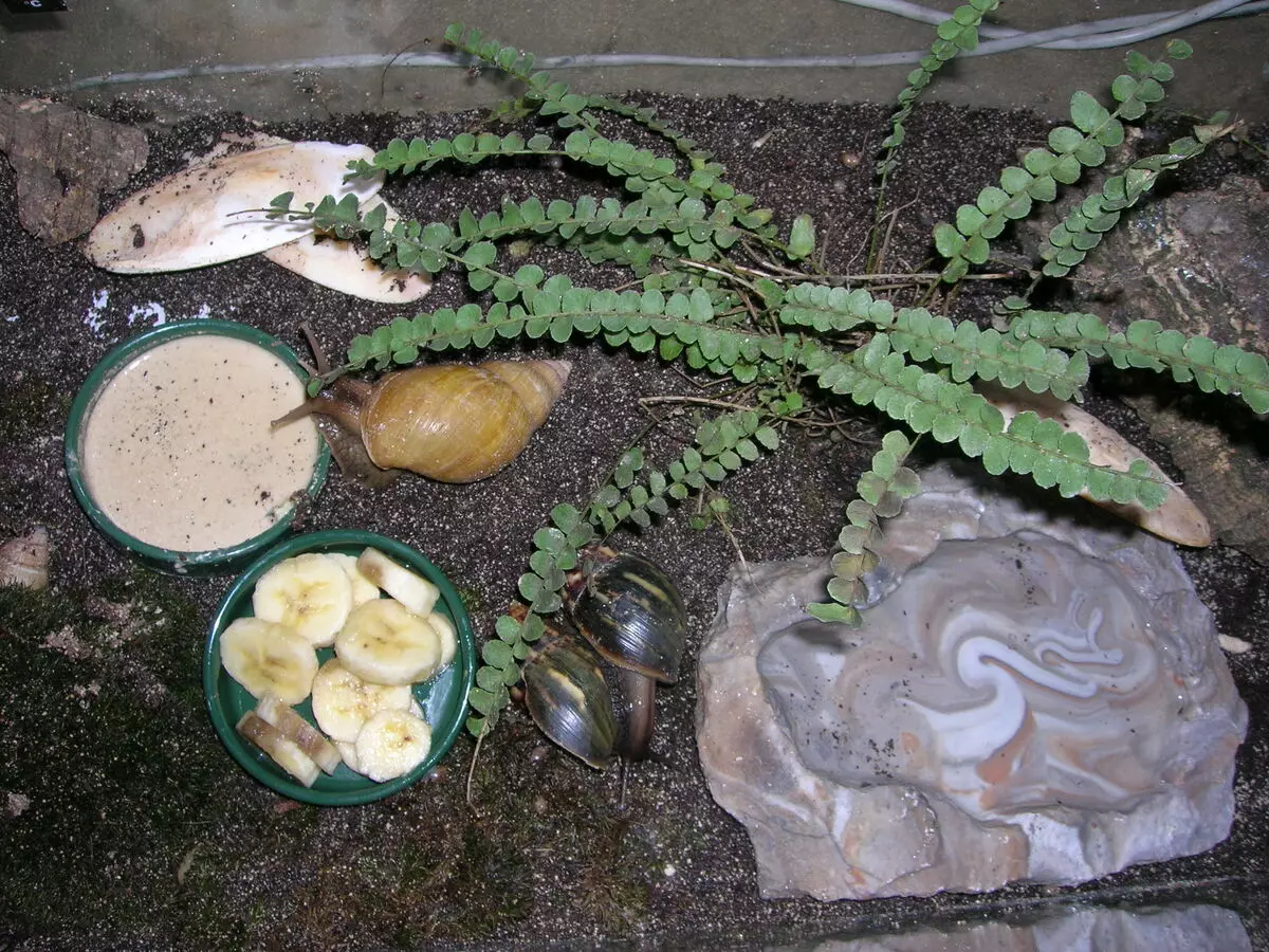 Terrário para caracóis Akhatin (27 fotos): Selecione o aquário e o recipiente. Como equipar a casa e do qual você pode fazê-lo com suas próprias mãos? Ventilação 11683_25