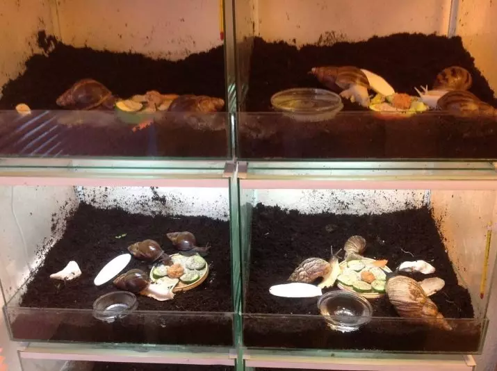 Terrarium for Snails Akhatin (27 Photos): Sarudza Aquarium uye mudziyo. Maitiro ekushongedza imba uye kubva kwaunogona kuzviita nemaoko ako? Ventilation 11683_5