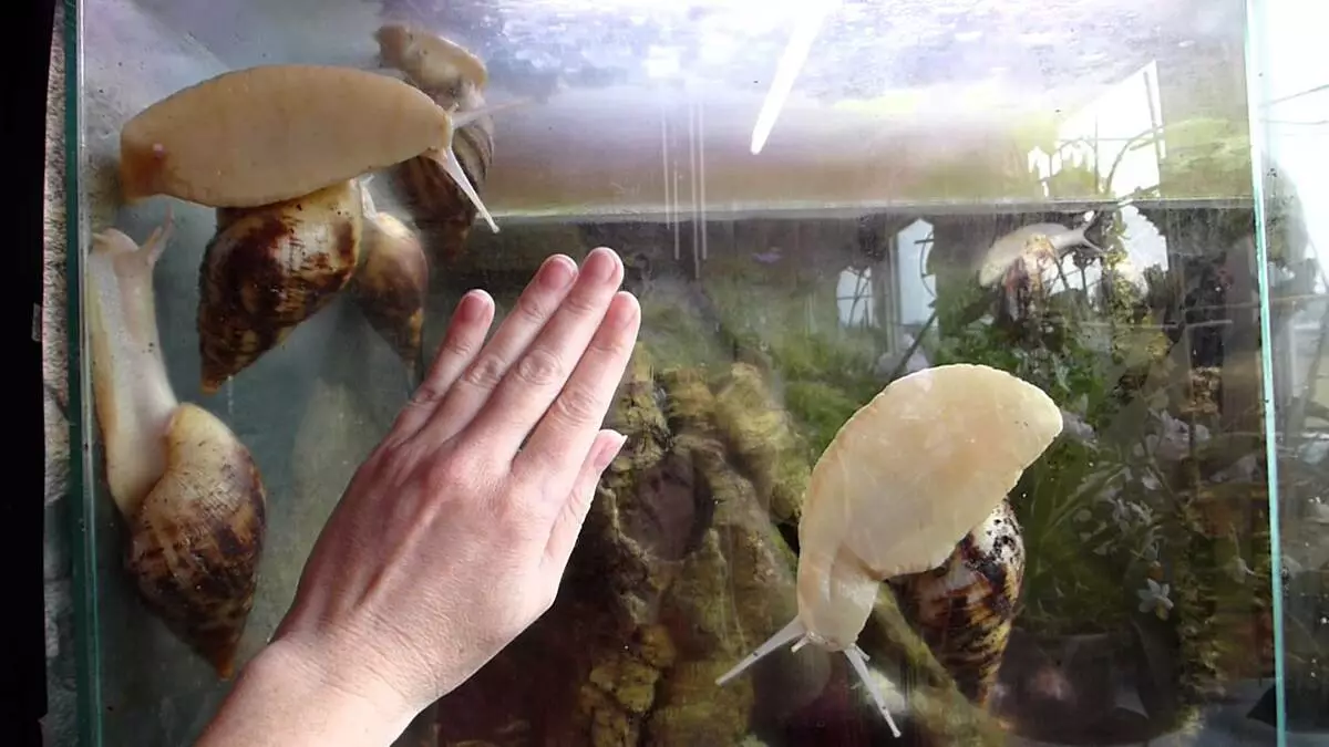 Terrarium for Snails Akhatin (27 Photos): Sarudza Aquarium uye mudziyo. Maitiro ekushongedza imba uye kubva kwaunogona kuzviita nemaoko ako? Ventilation 11683_7