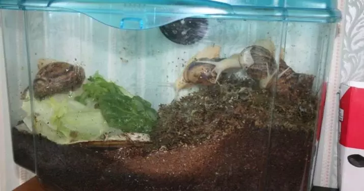 Sol pour escargots Akhatin (17 photos): Quelle terre est préférable à utiliser à la maison? Combien de fois changer la charge? Comment préparer? 11686_12