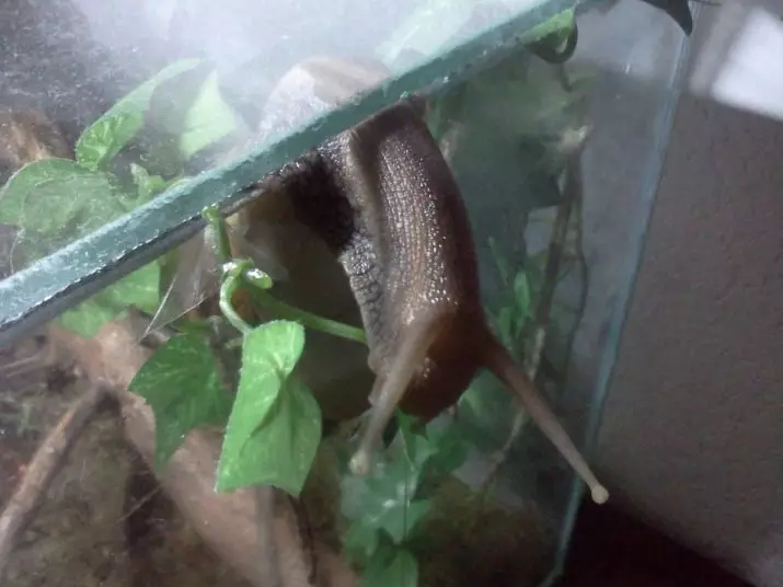 Lemah kanggo snails Akhatin (17 Foto): tanah sing luwih apik kanggo digunakake ing omah? Sepira asring ngganti pangisi? Kepiye nyiyapake? 11686_15