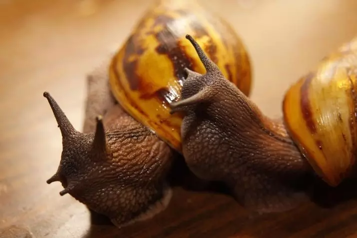 Lemah kanggo snails Akhatin (17 Foto): tanah sing luwih apik kanggo digunakake ing omah? Sepira asring ngganti pangisi? Kepiye nyiyapake? 11686_16