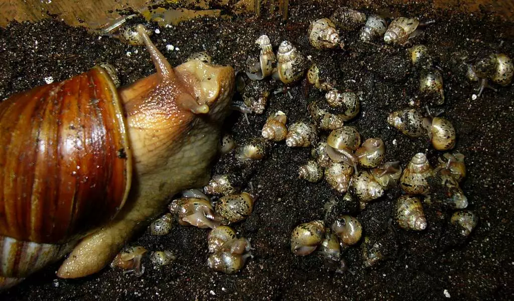 Lemah kanggo snails Akhatin (17 Foto): tanah sing luwih apik kanggo digunakake ing omah? Sepira asring ngganti pangisi? Kepiye nyiyapake? 11686_3
