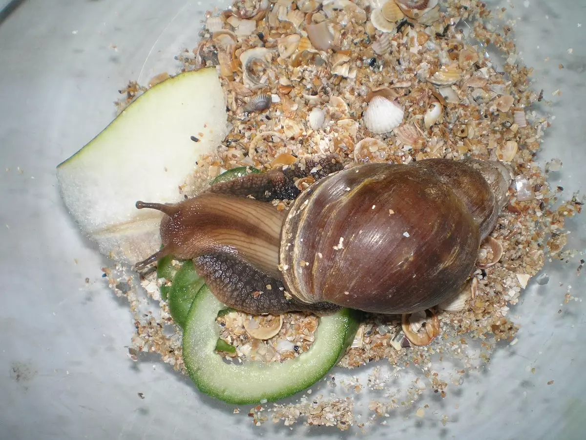 Lemah kanggo snails Akhatin (17 Foto): tanah sing luwih apik kanggo digunakake ing omah? Sepira asring ngganti pangisi? Kepiye nyiyapake? 11686_4