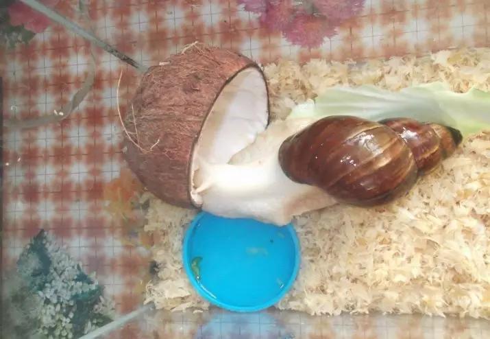 Lemah kanggo snails Akhatin (17 Foto): tanah sing luwih apik kanggo digunakake ing omah? Sepira asring ngganti pangisi? Kepiye nyiyapake? 11686_5