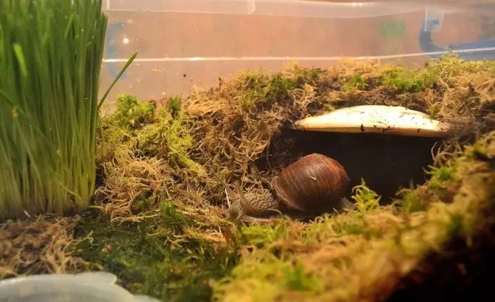 Lemah kanggo snails Akhatin (17 Foto): tanah sing luwih apik kanggo digunakake ing omah? Sepira asring ngganti pangisi? Kepiye nyiyapake? 11686_7
